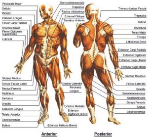 diagram_of_muscular_system