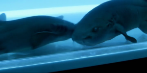 Le gangster qui fait de la drogue nourri des requins...